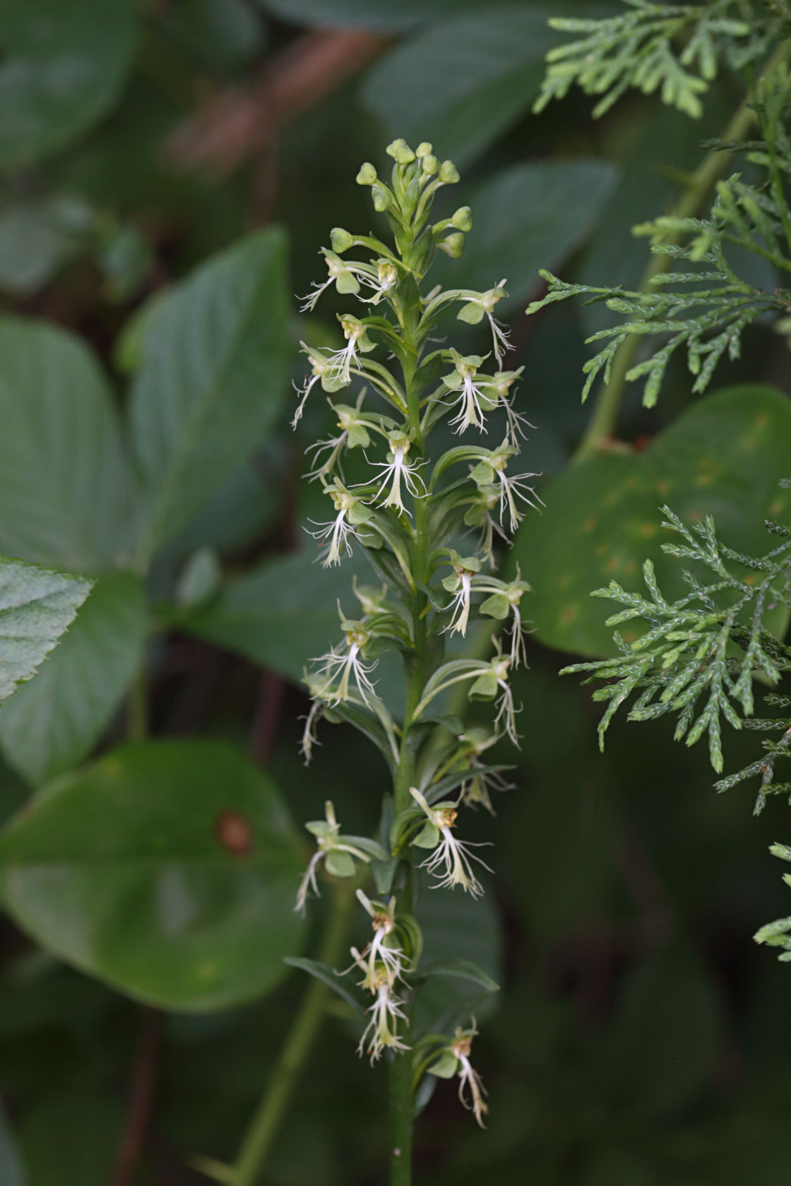 Green Fringed Orchid