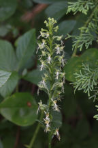 Platanthera lacera