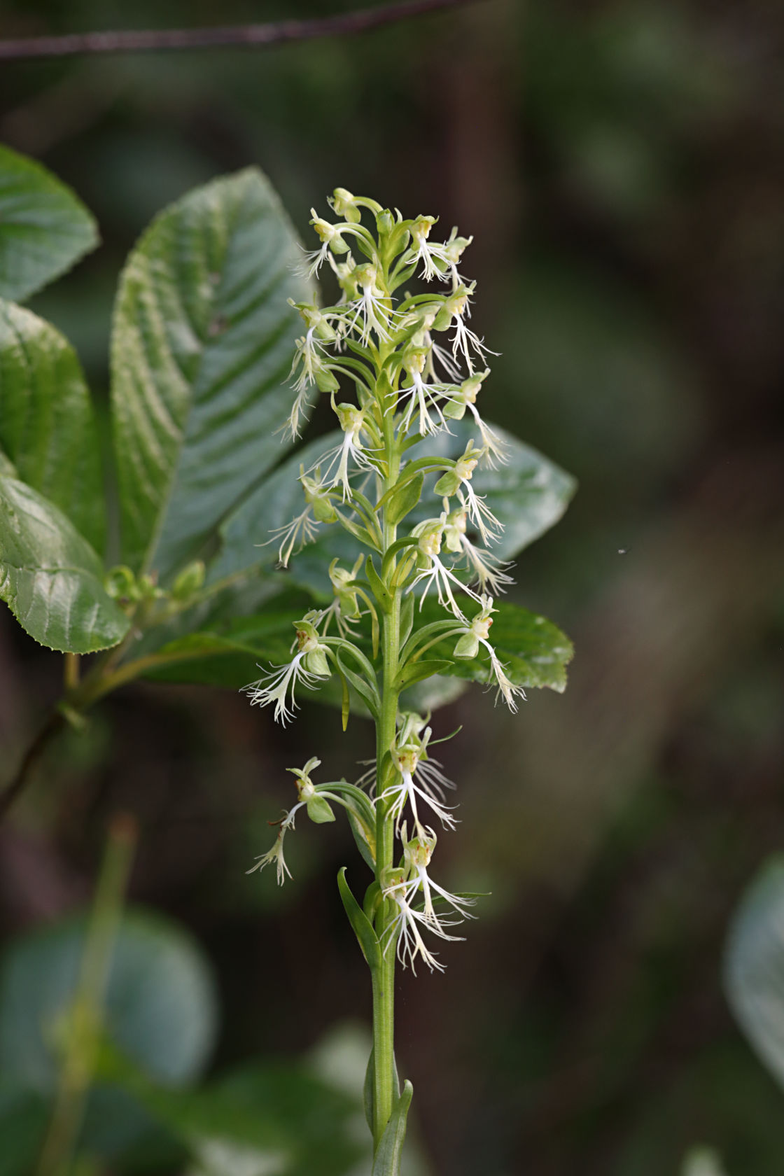 Green Fringed Orchid