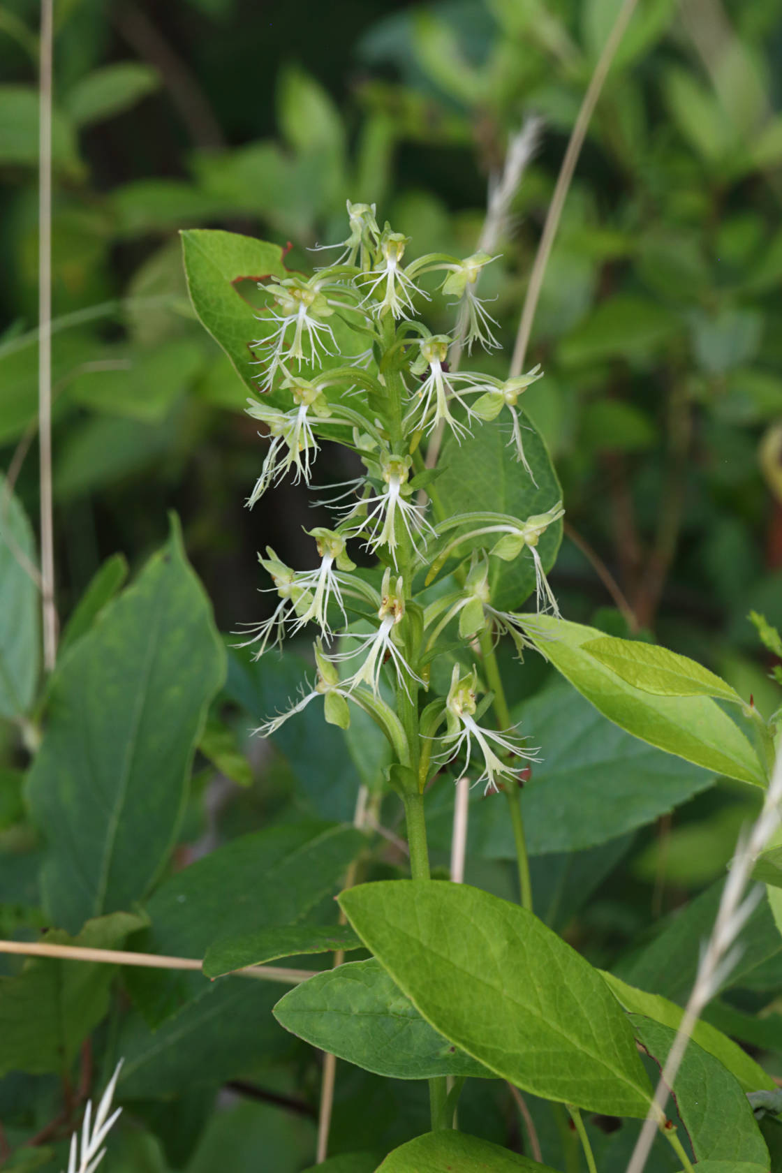Green Fringed Orchid