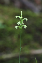 Gymnadeniopsis clavellata var. clavellata