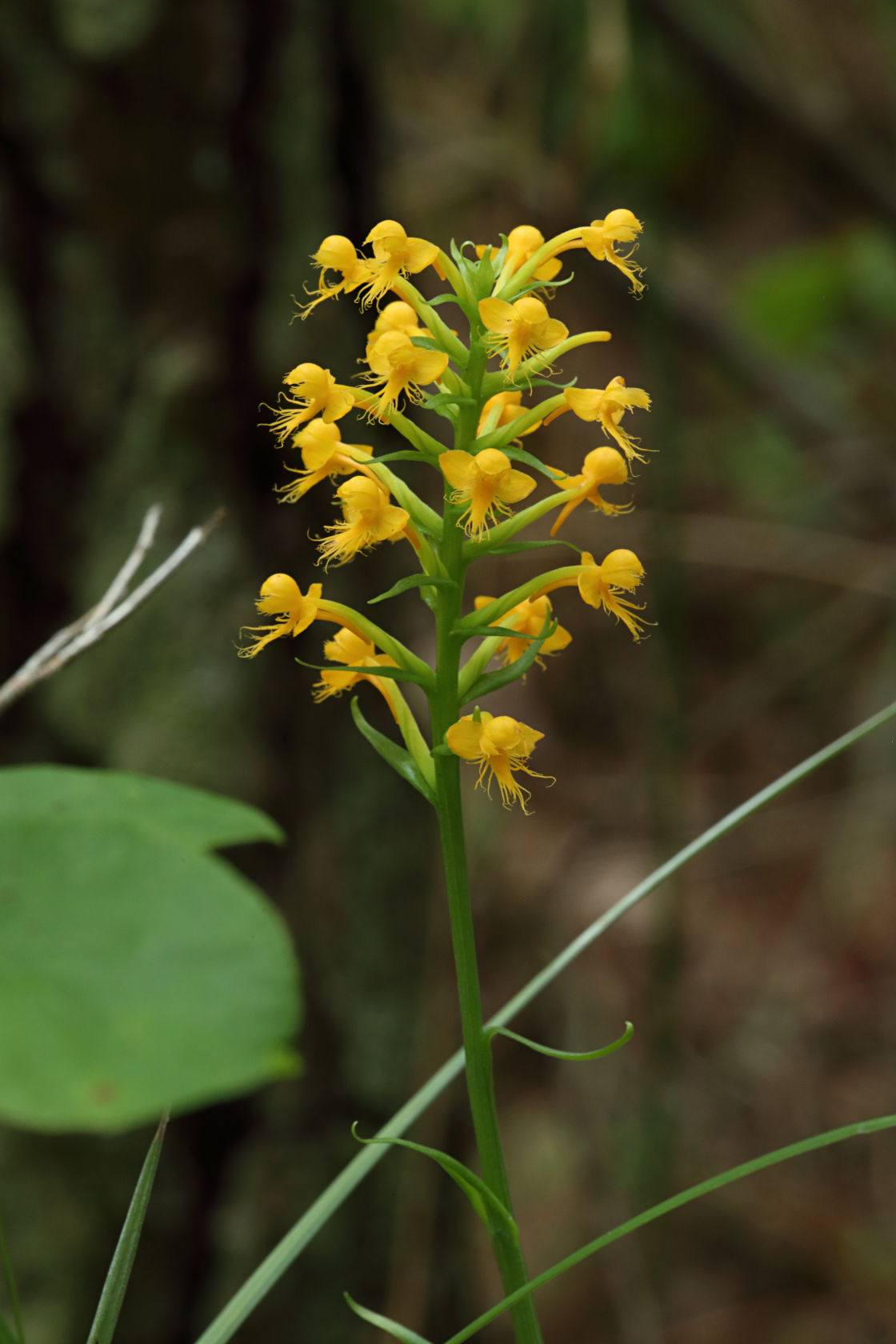 Orange Crested Orchid