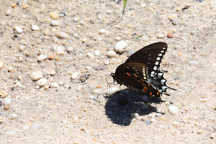 Spicebush Swallowtail