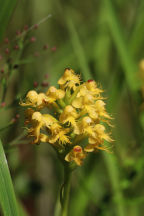 Platanthera �canbyi