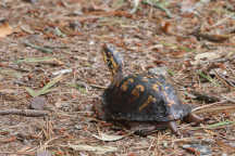 Eastern Box Turtle