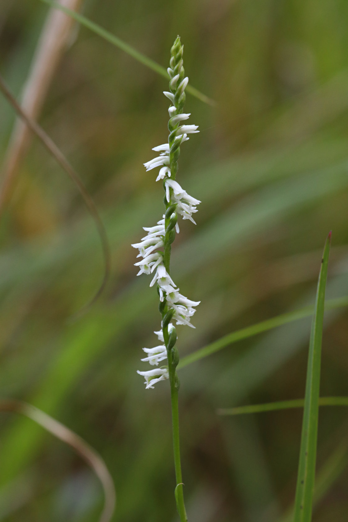Southern Slender Lady's Tresses