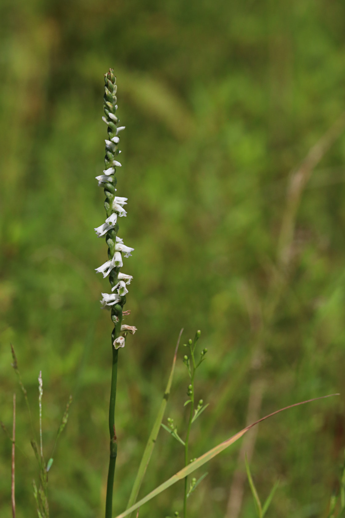Southern Slender Lady's Tresses