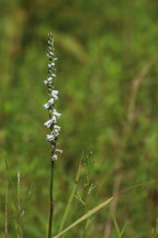 Spiranthes lacera var. gracilis