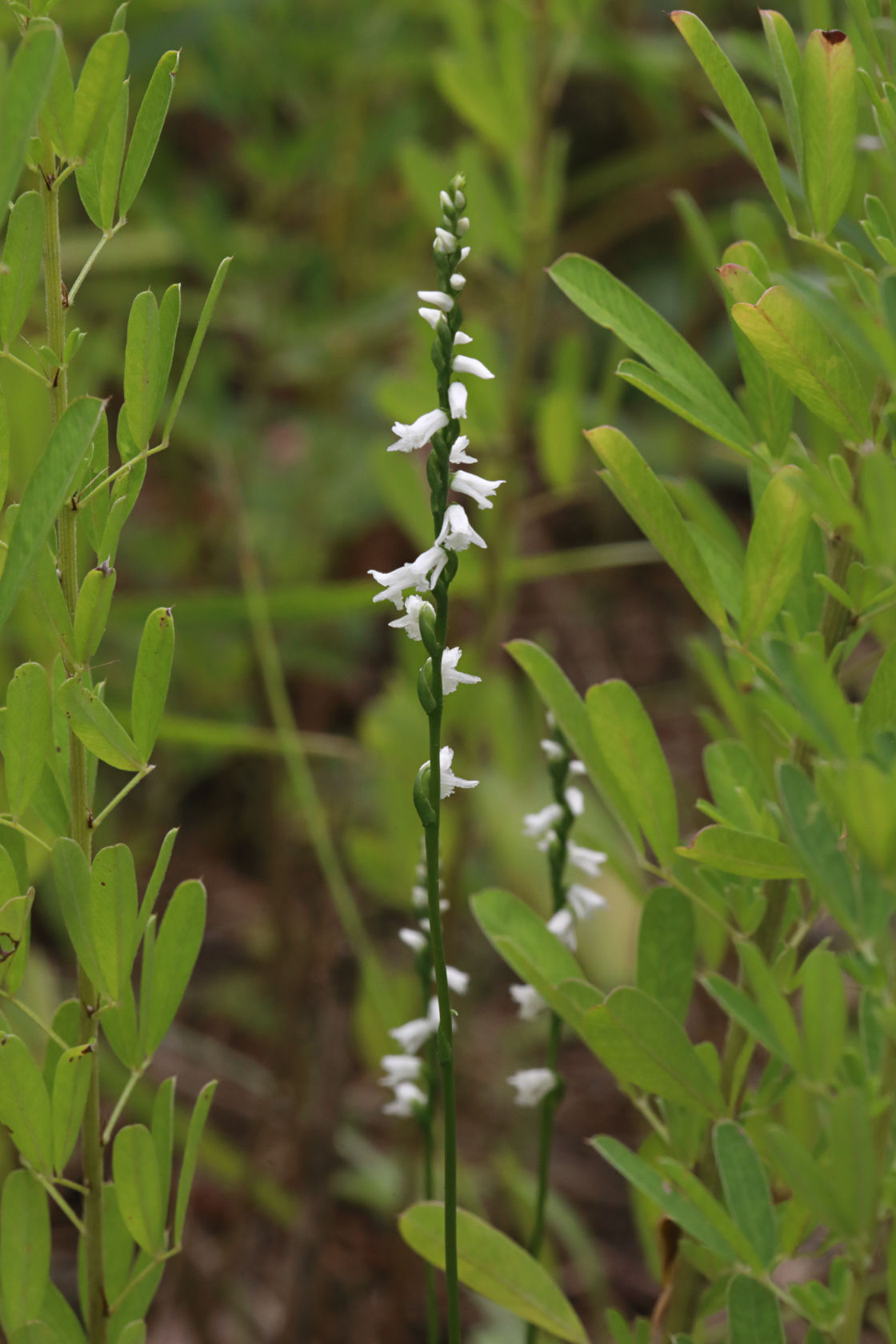 Little Lady's Tresses