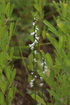 Spiranthes tuberosa