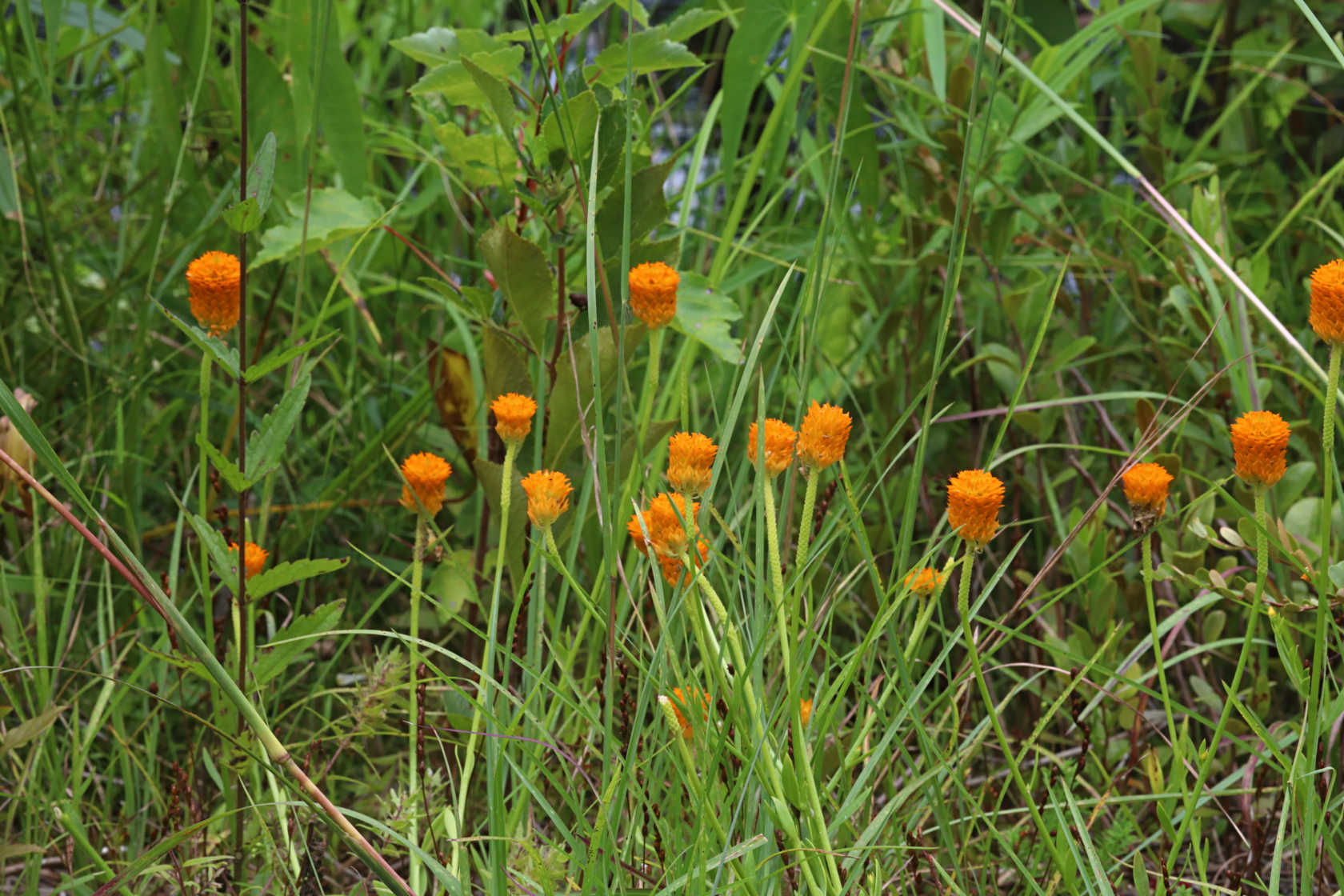 Orange Milkwort