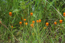 Polygala lutea