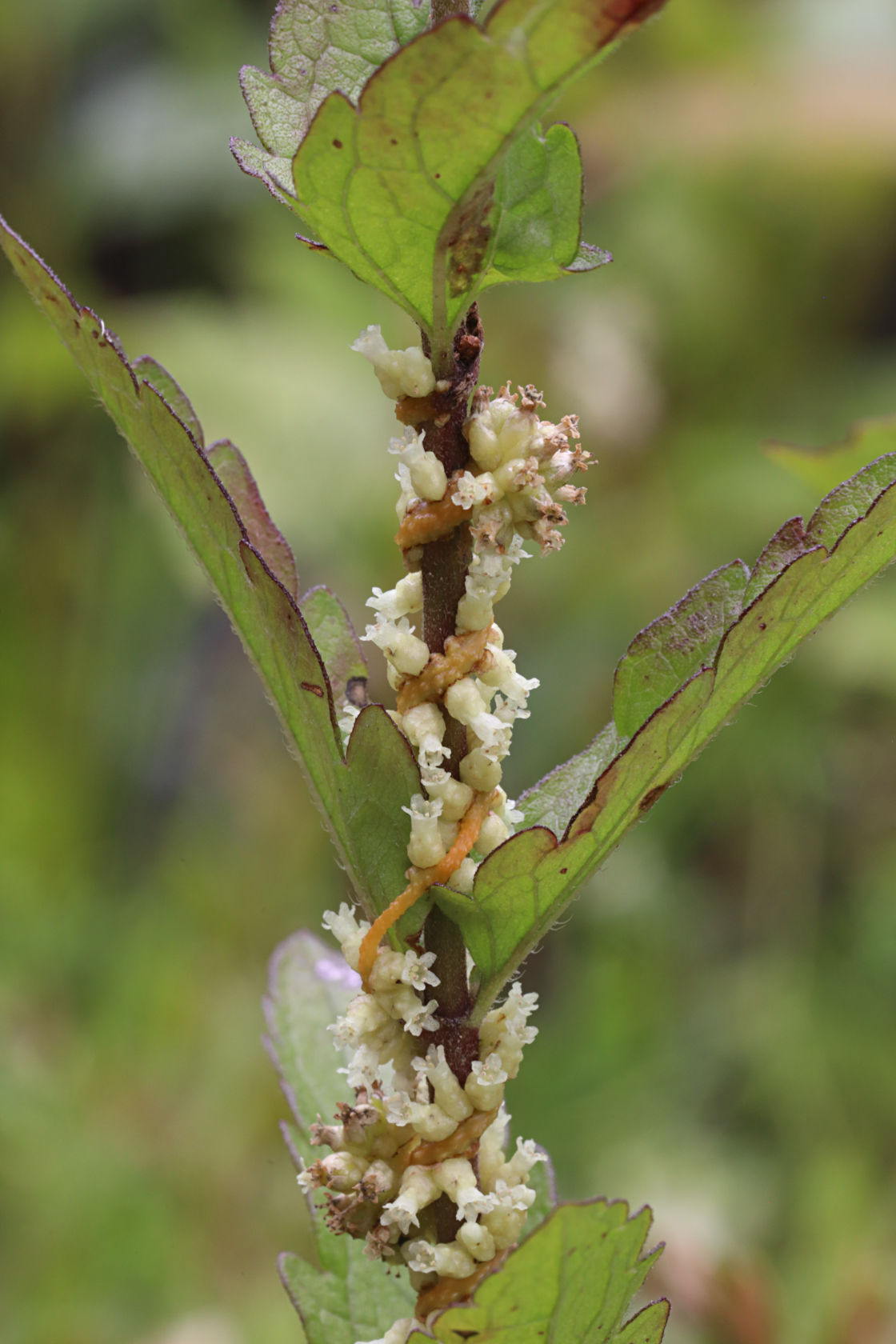 Common Dodder