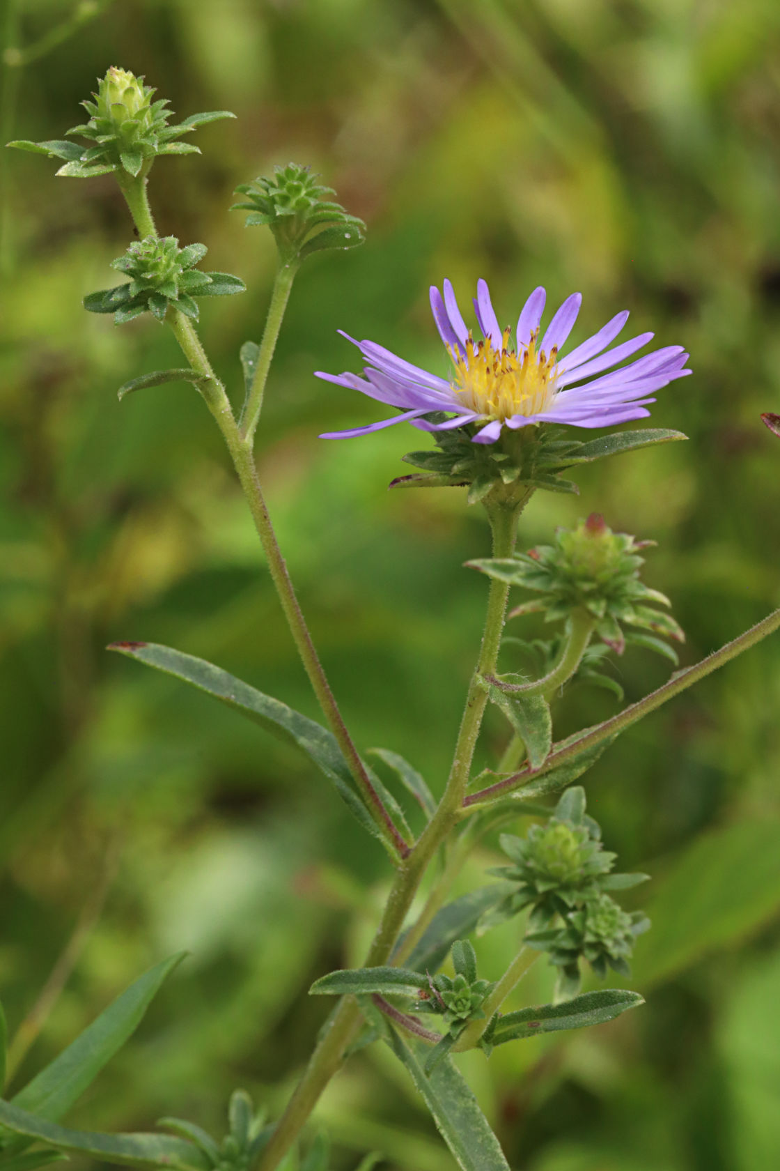 Low Showy Aster
