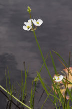 Sagittaria engelmanniana