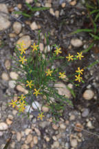 Hypericum gentianoides