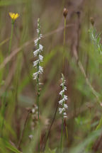 Spiranthes lacera var. gracilis