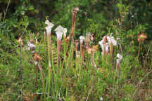Sarracenia leucophylla