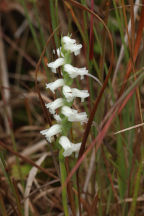 Spiranthes cernua
