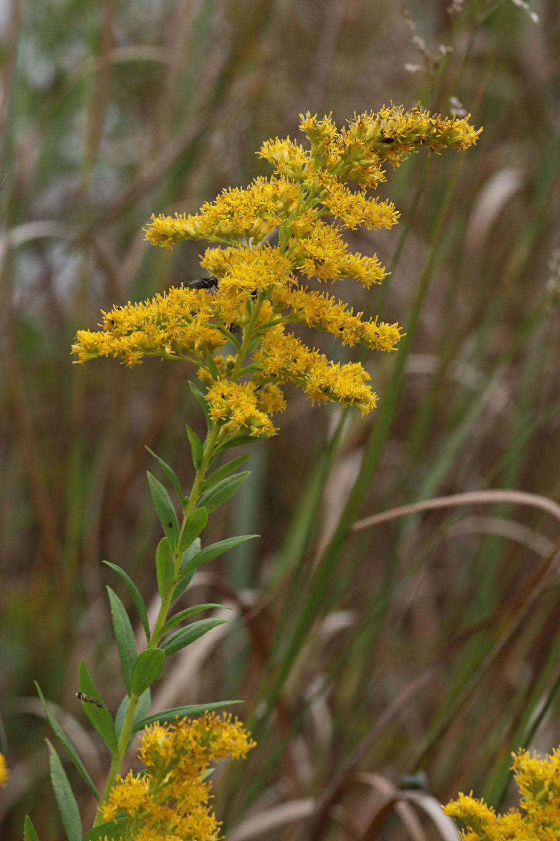 Smooth Goldenrod