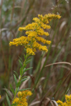 Solidago gigantea