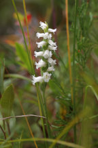 Spiranthes ochroleuca