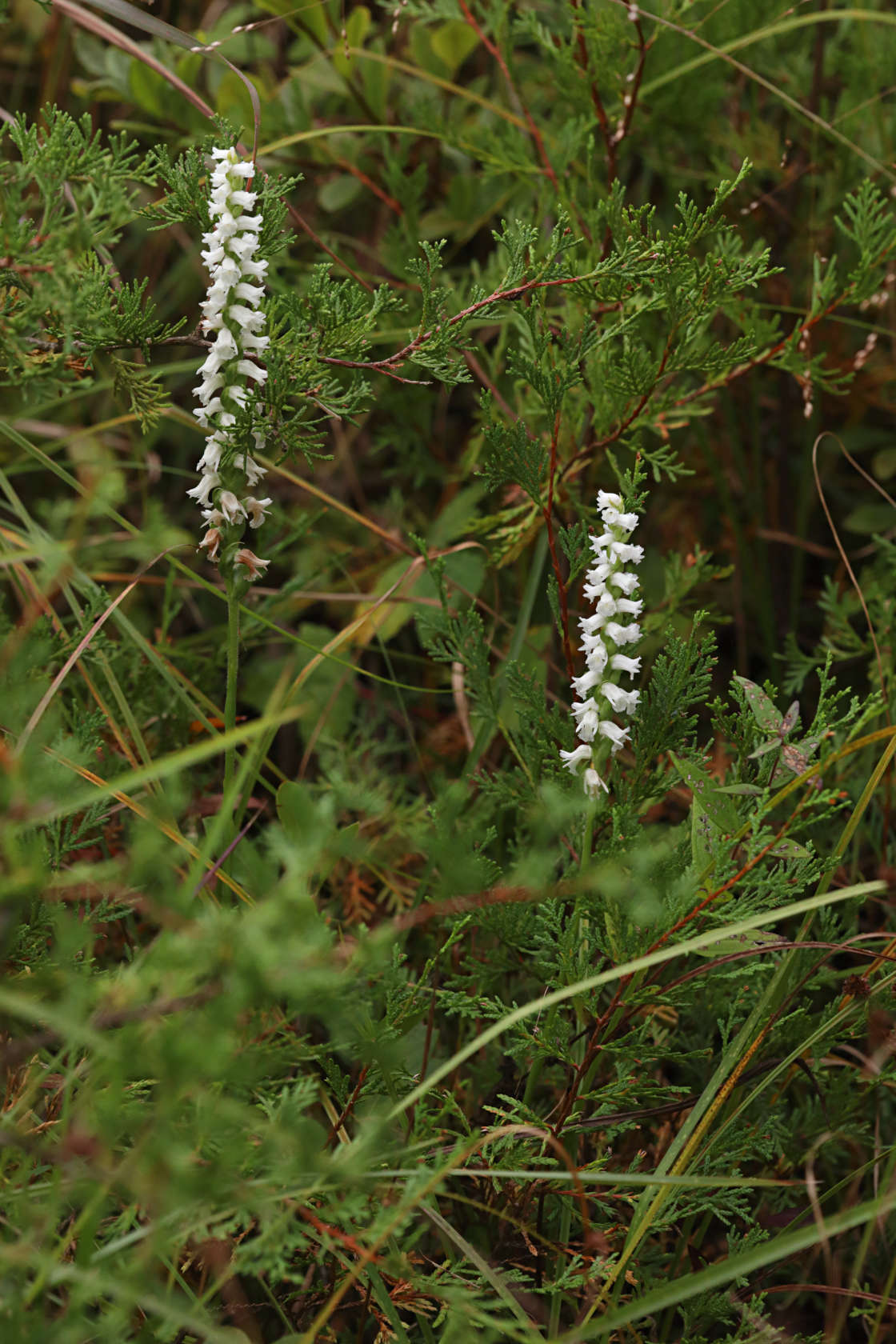 Appalachian Ladies' Tresses