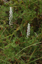 Spiranthes arcisepala