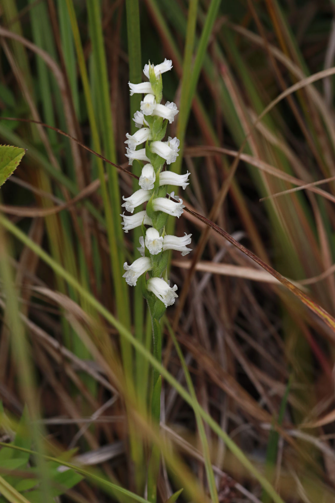 Yellow Ladies' Tresses