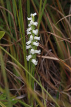 Spiranthes ochroleuca