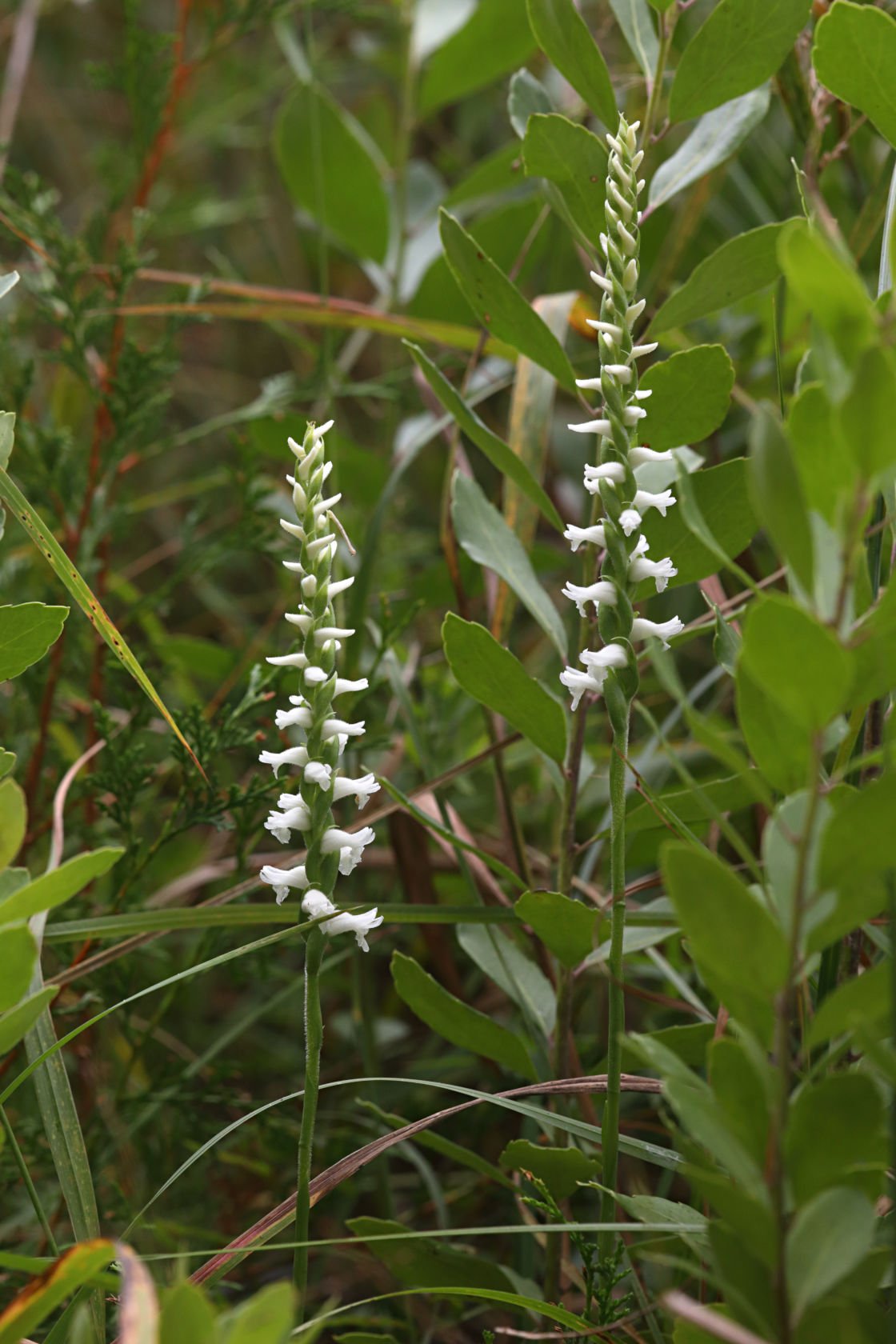 Atlantic Ladies’ Tresses