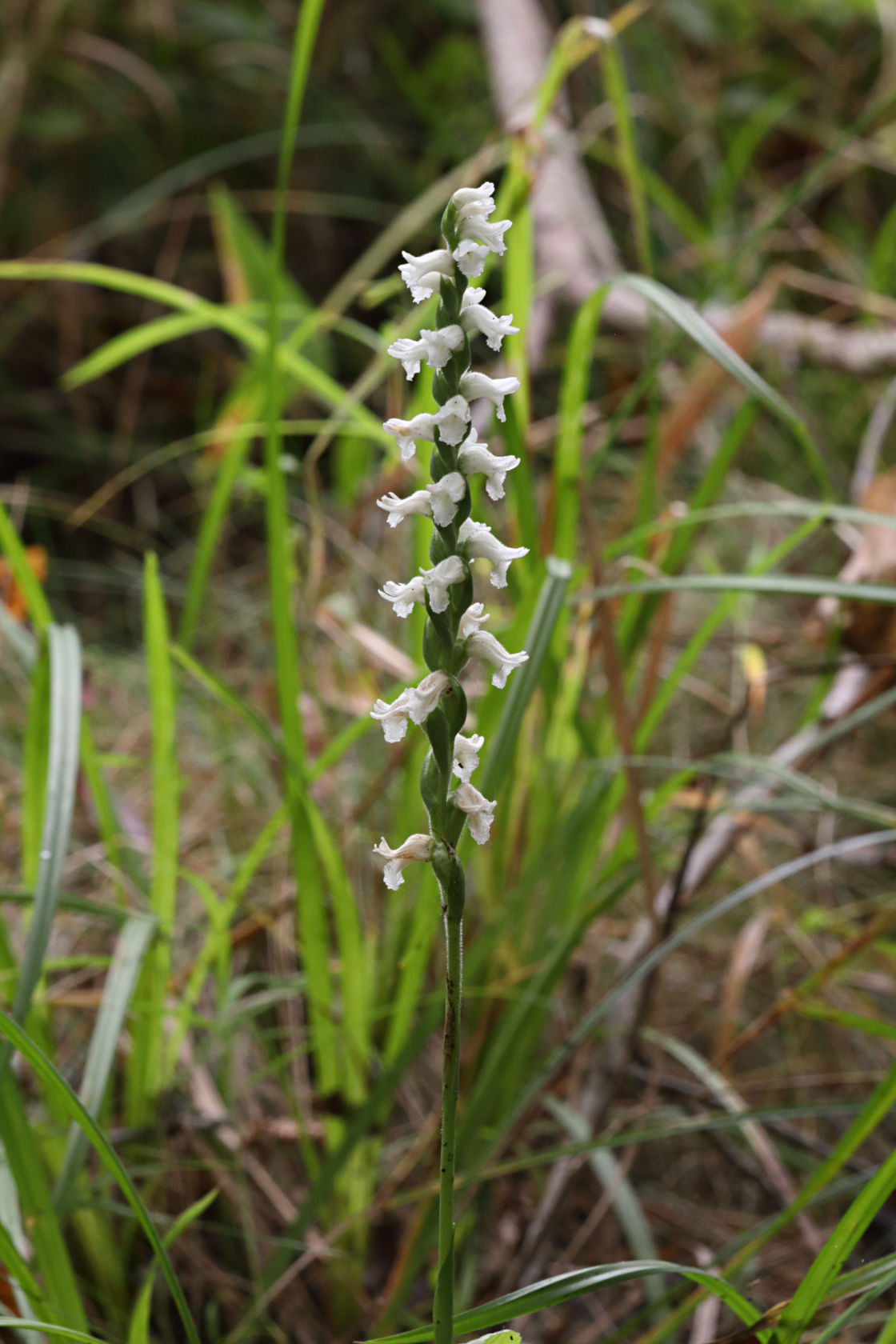Atlantic Ladies’ Tresses