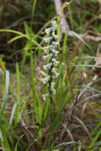 Spiranthes bightensis