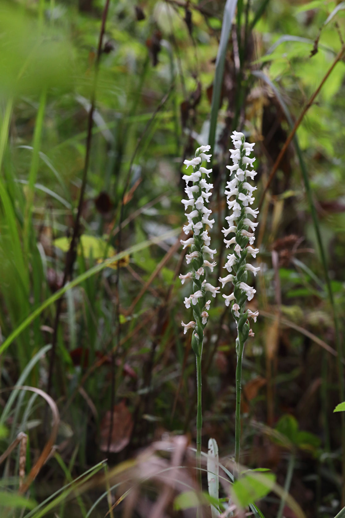 Atlantic Ladies’ Tresses