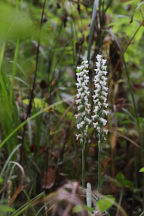 Spiranthes bightensis