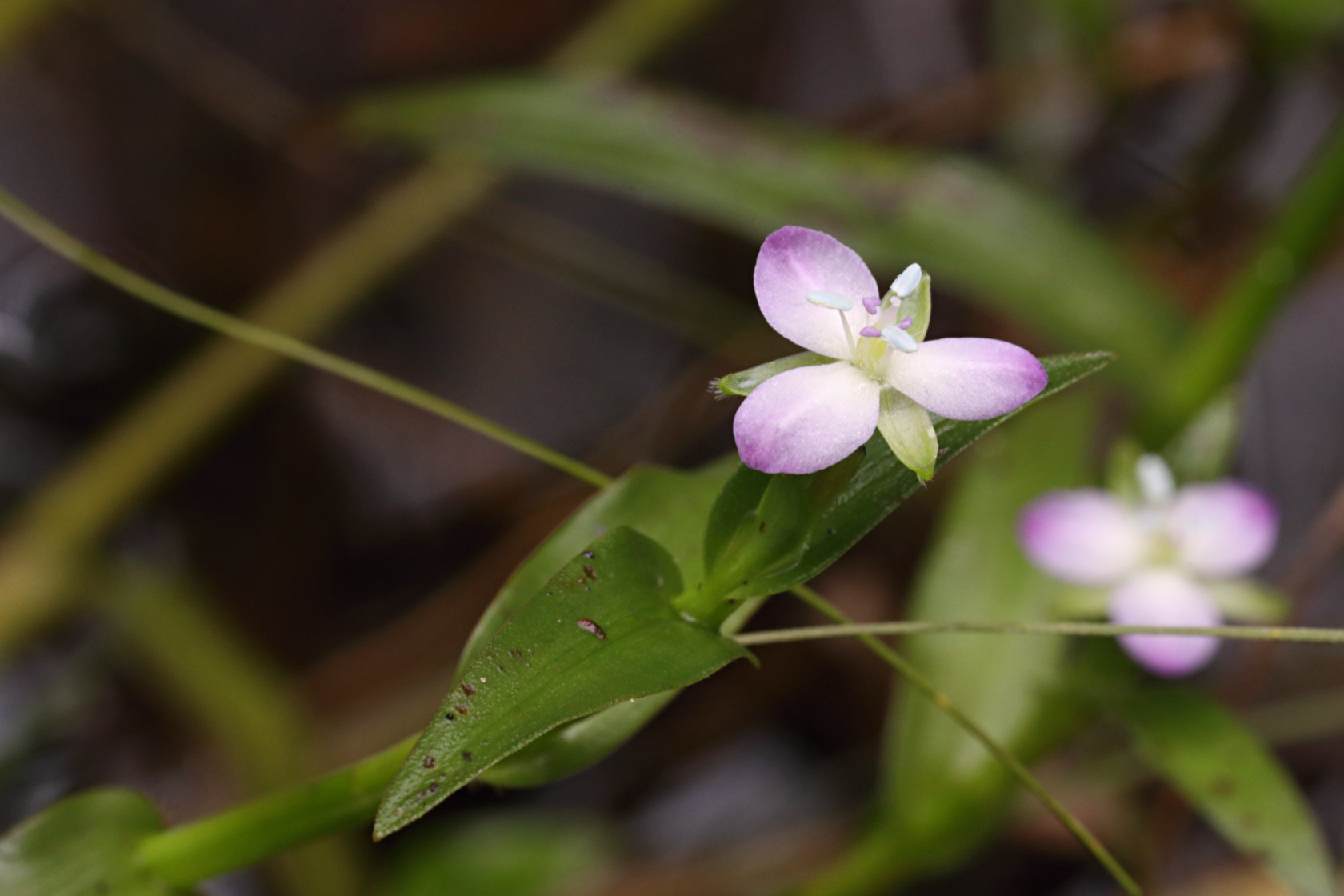 Marsh Dewflower