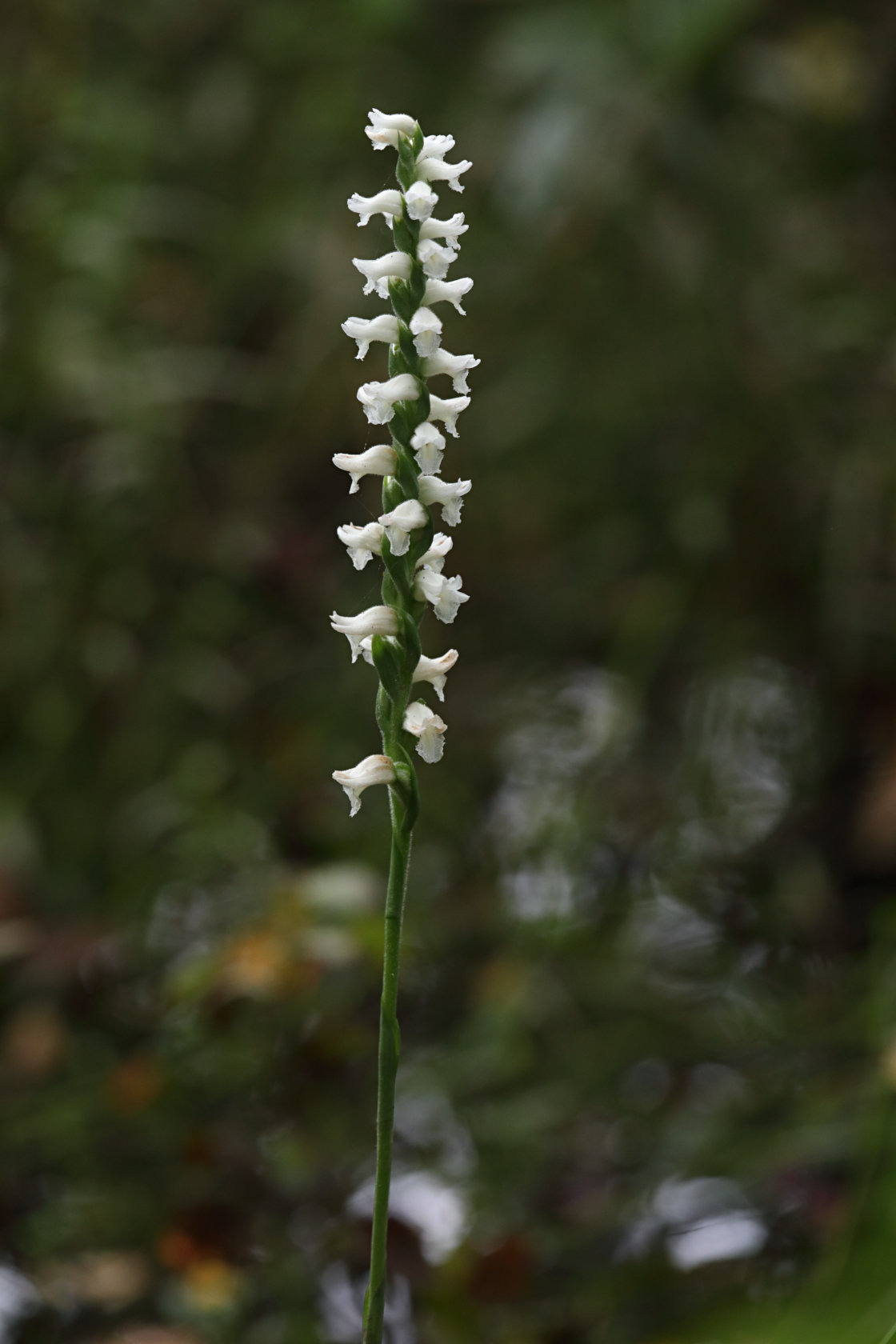 Atlantic Ladies’ Tresses