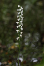 Spiranthes bightensis