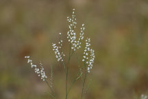 Polygonella articulata