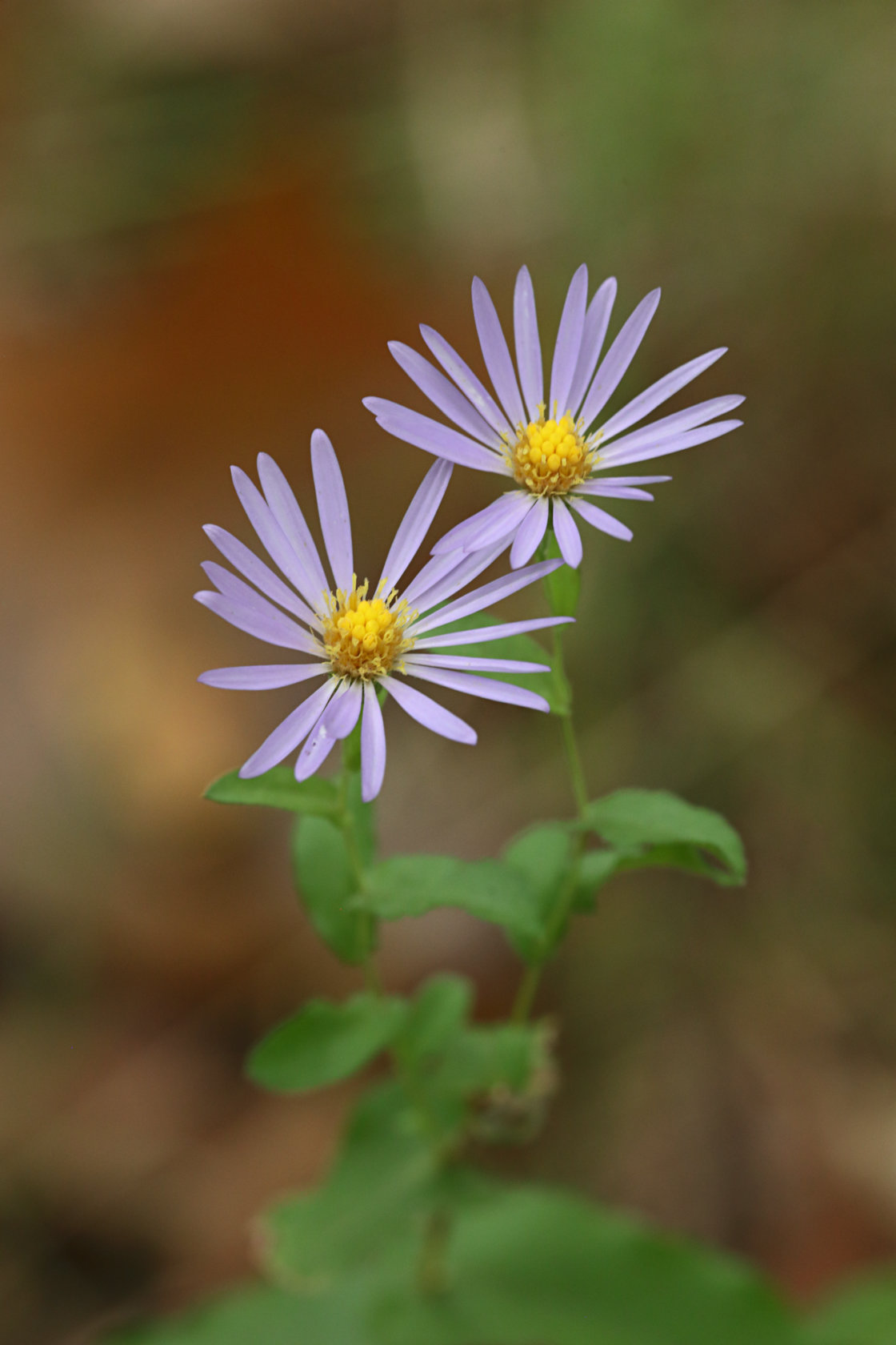 Clasping Aster