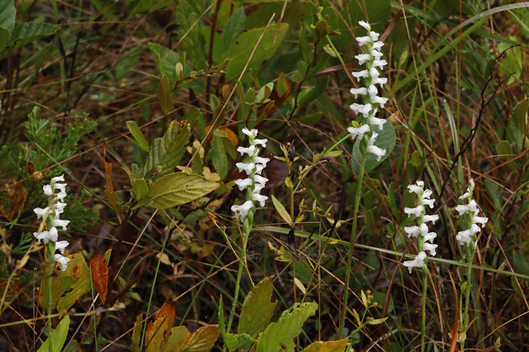 Nodding Ladies' Tresses