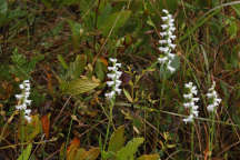 Spiranthes cernua