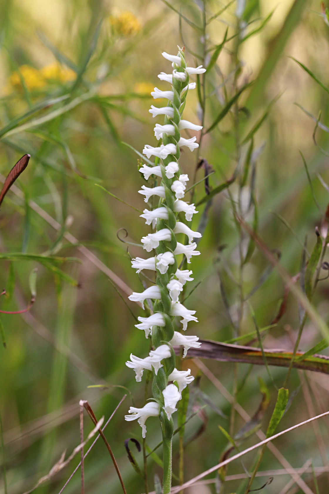 Atlantic Ladies' Tresses