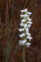 Spiranthes cernua