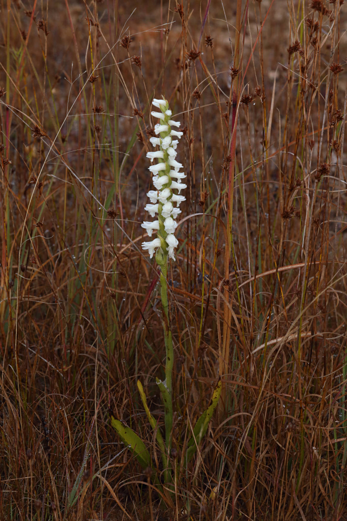 Atlantic Ladies' Tresses