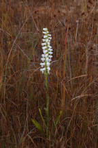 Spiranthes bightensis