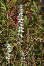 Spiranthes bightensis