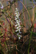 Spiranthes bightensis