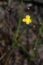 Utricularia subulata
