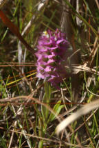 Polygala cruciata